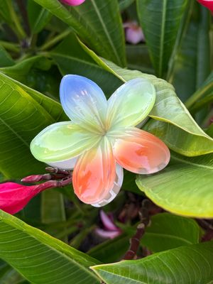 AP Tropical Claw - Tricolor 2