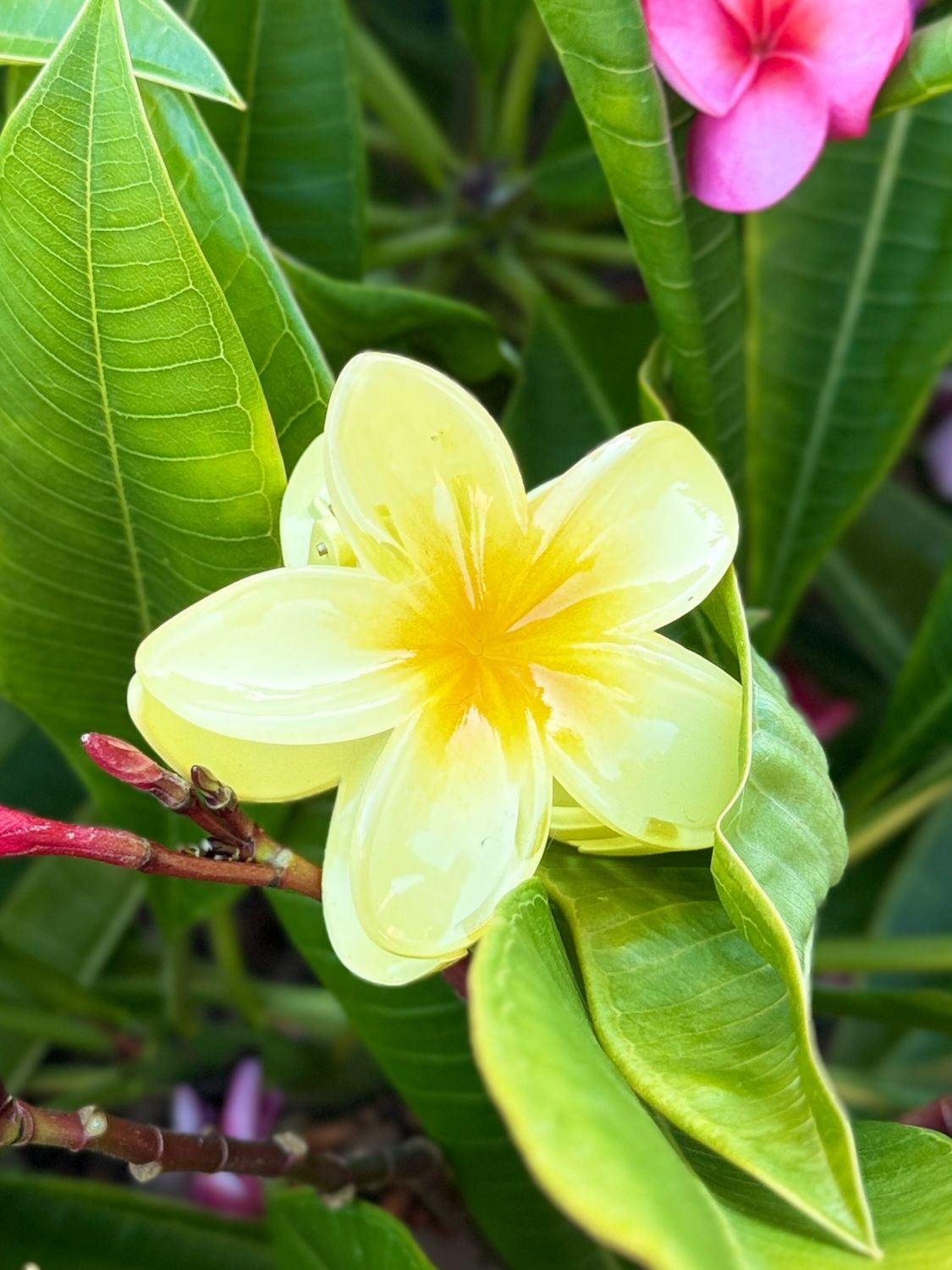 AP Tropical Claw - Yellow