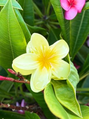 AP Tropical Claw - Yellow
