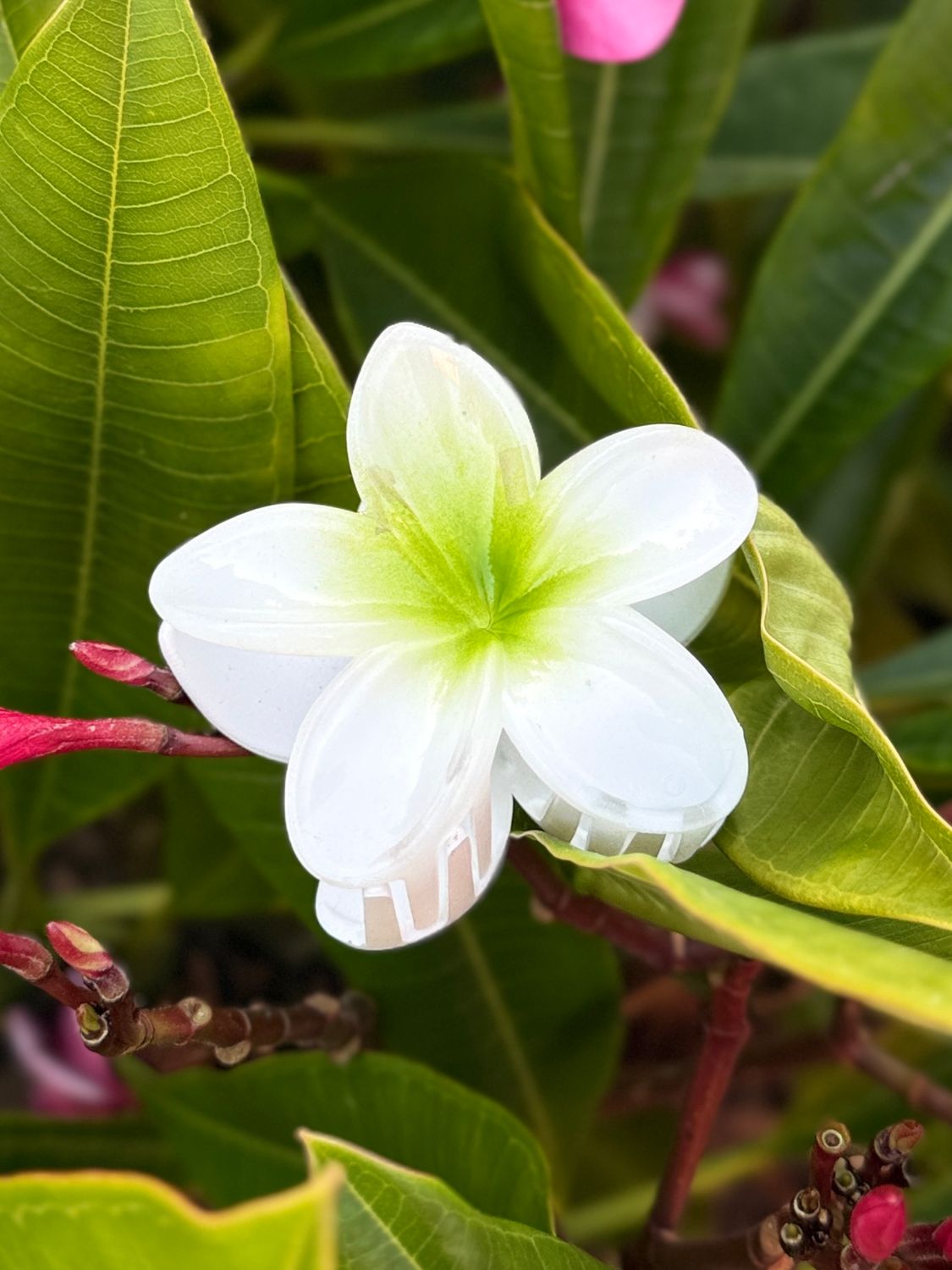 AP Tropical Claw - Green Blend