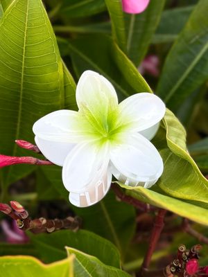 AP Tropical Claw - Green Blend
