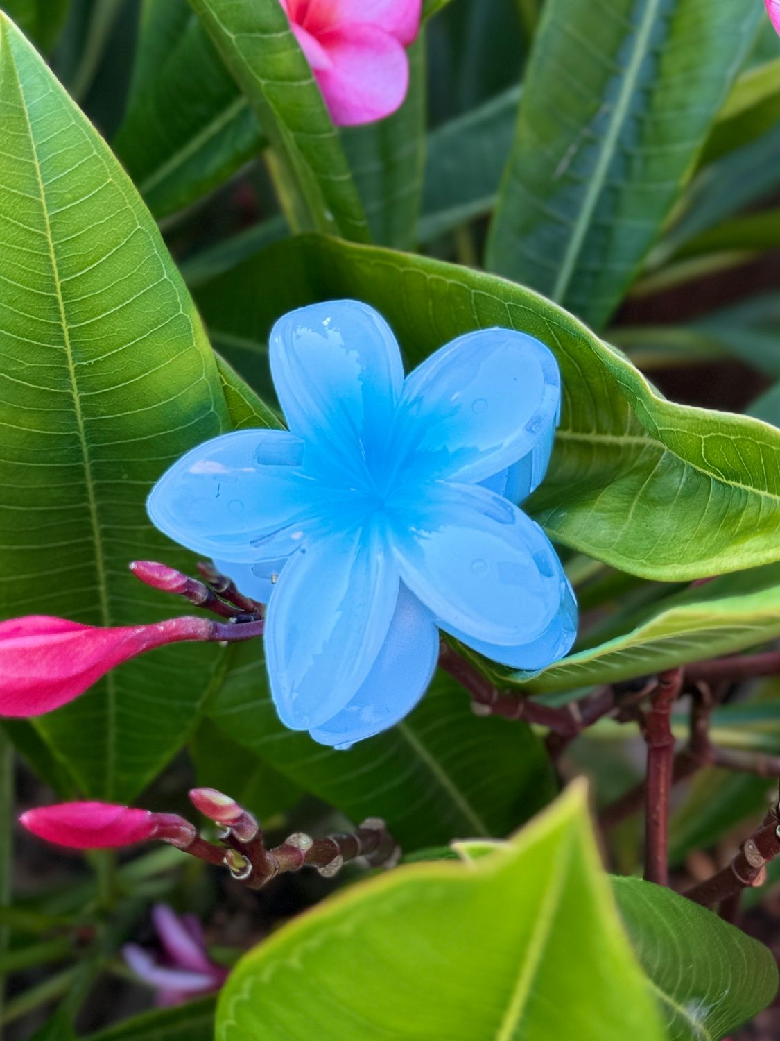 AP Tropical Claw - Dark Blue Blend