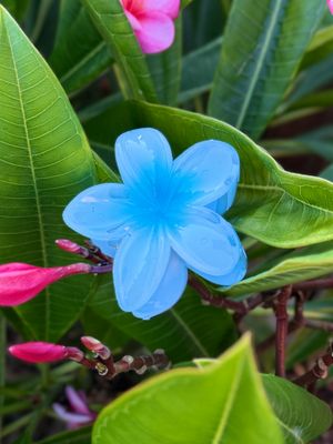 AP Tropical Claw - Dark Blue Blend