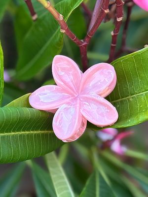 AP Tropical Claw - Pink Marble