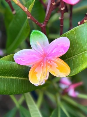 AP Tropical Claw - Tricolor 3