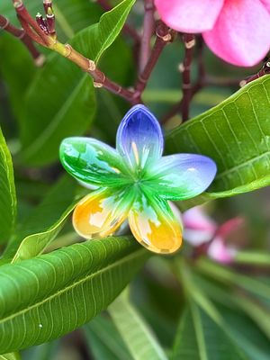 AP Tropical Claw - Tricolor 4