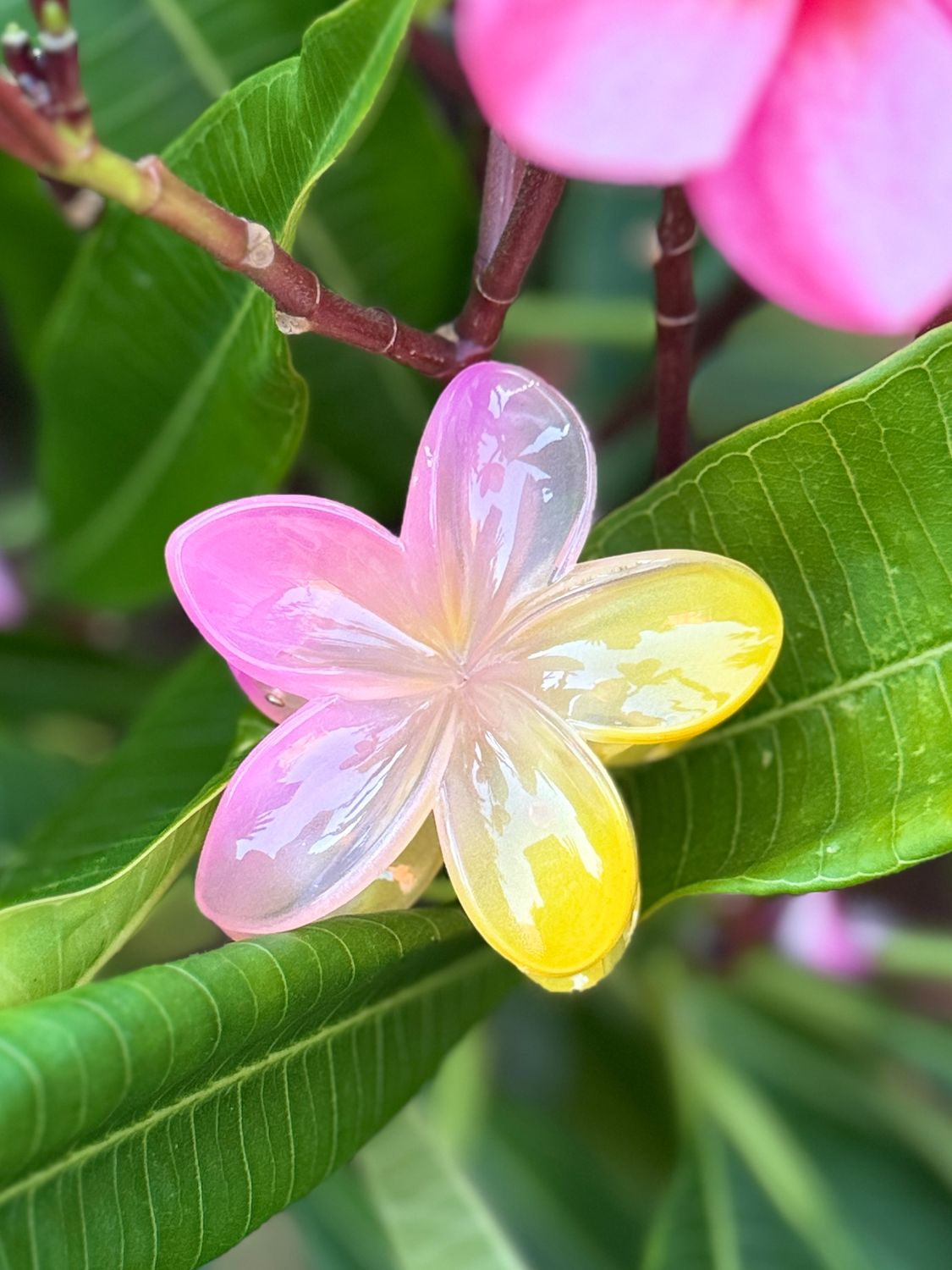 AP Tropical Claw - Light Pink &amp; Yellow Blend
