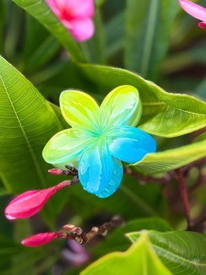 AP Tropical Claw - Blue &amp; Green Combo