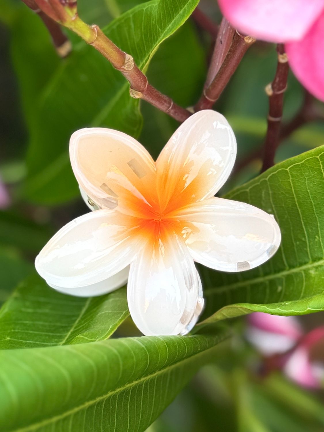 AP Tropical Claw - Orange Blend