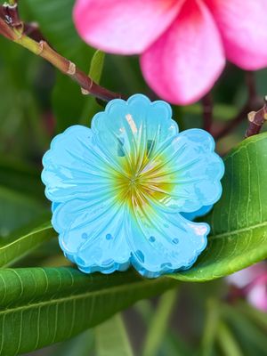 AP Hibiscus - Blue Blend