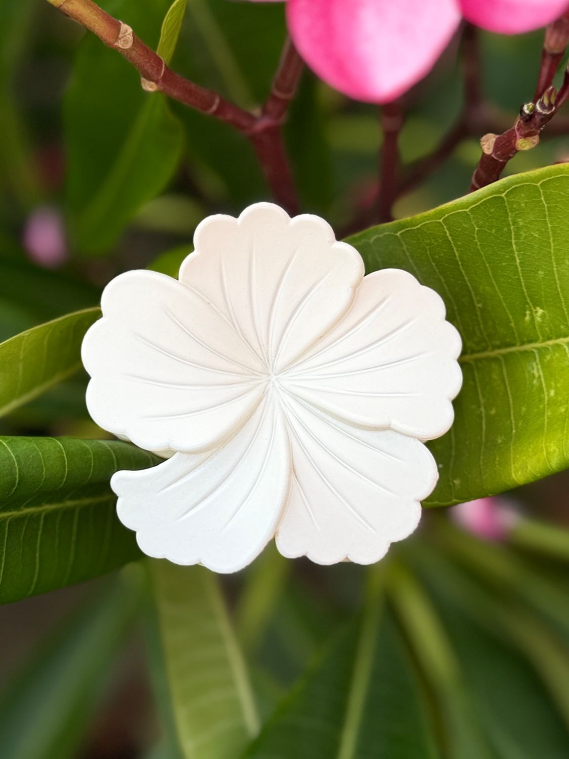 AP Hibiscus - White Solid
