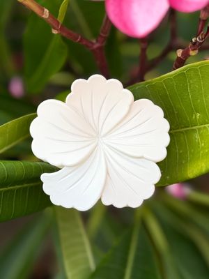 AP Hibiscus - White Solid