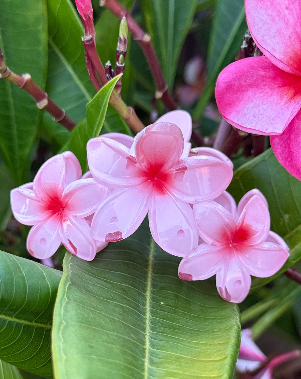 AP Triple - Pink Blend