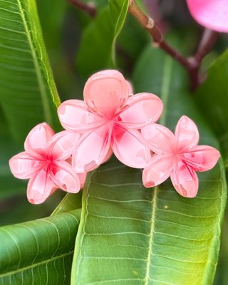 AP Triple - Pink Blend