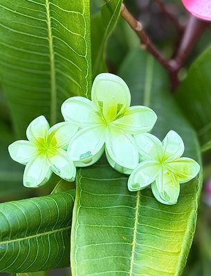 AP Triple - Green Blend