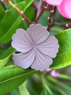 AP Hibiscus - Brown Solid