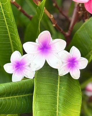 AP Triple - Violet Blend