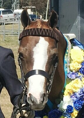 Velvet Browband