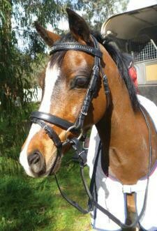 Small pony Leather Bridle