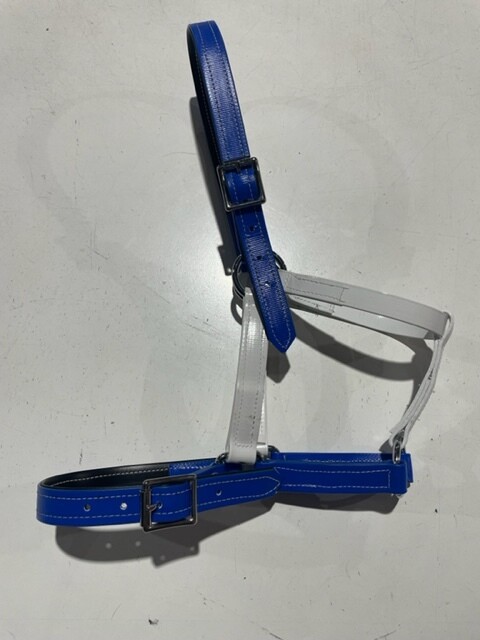PVC Halter Full - Royal/white