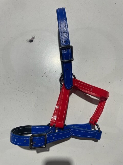 PVC Halter Full - Royal/red