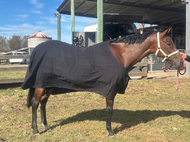Towelling Rug/Combo