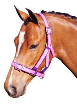 Halters &amp; Bridles