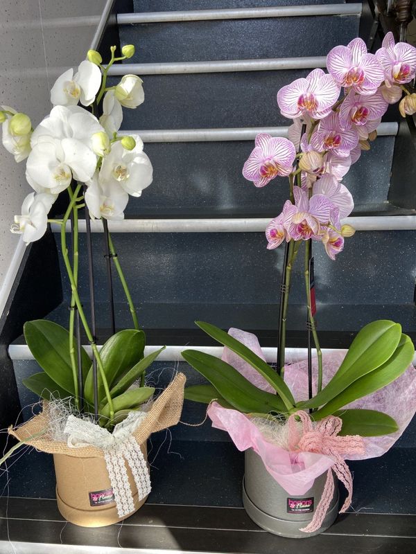 Phalaenopsis Orchid Plant
