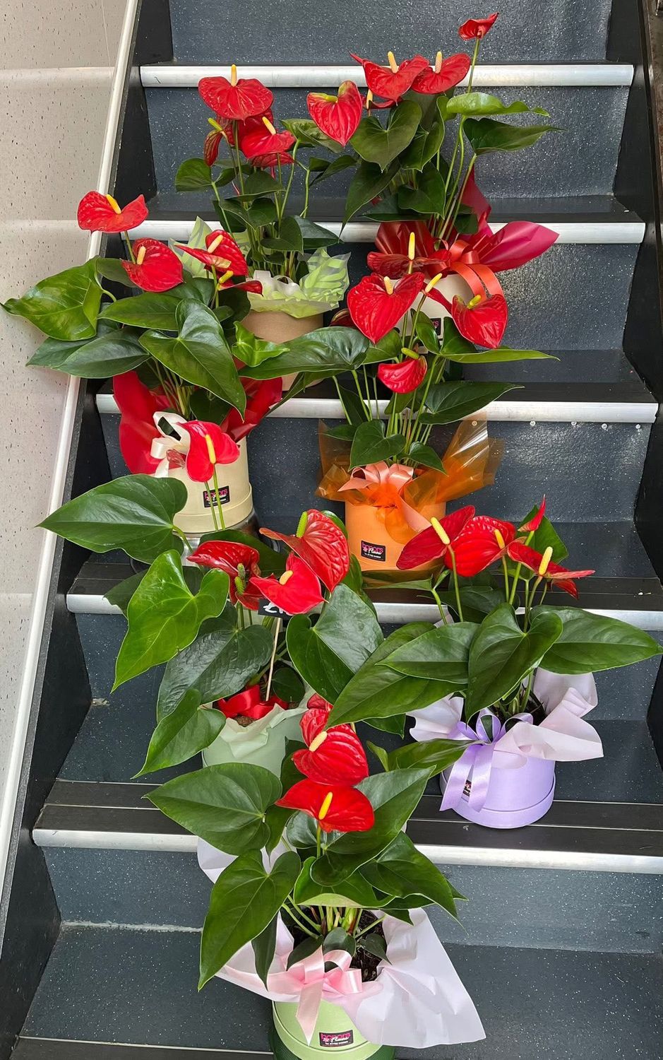 Anthurium House plant in hat box display