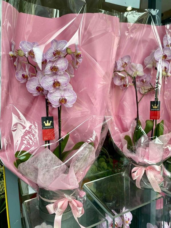 Triple stem Phalaenopsis Orchid plant