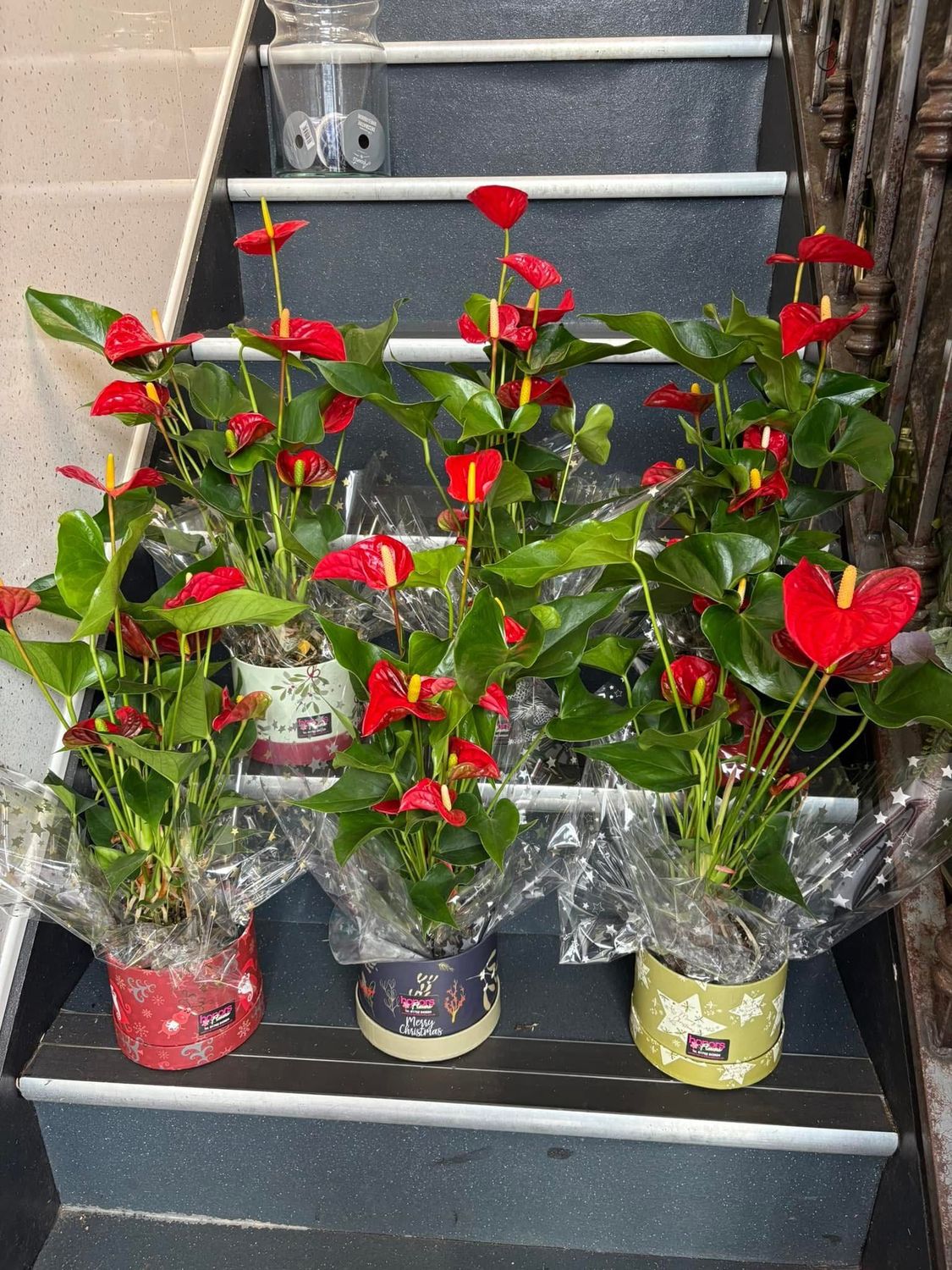 Anthurium Houseplant Gift wrapped in Hat box