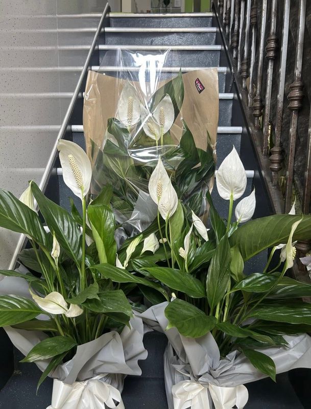 Gift wrapped Peace Lily