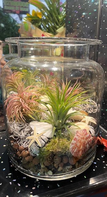 Air Plant Terrarium