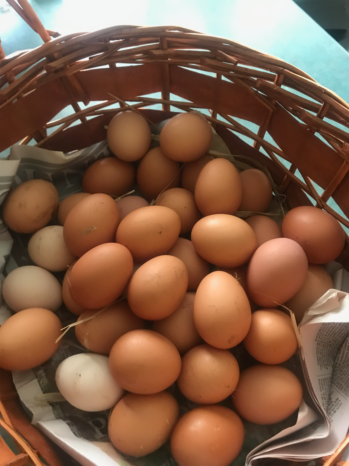 Free-Range Eggs