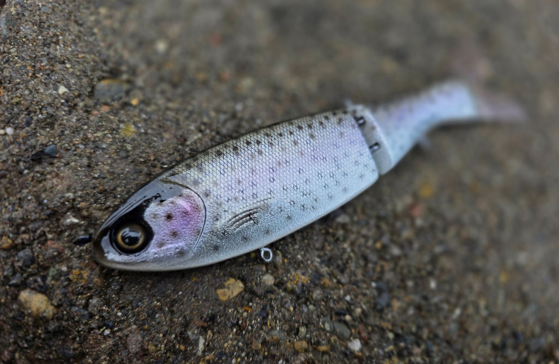 Clutch Darter - Dotty