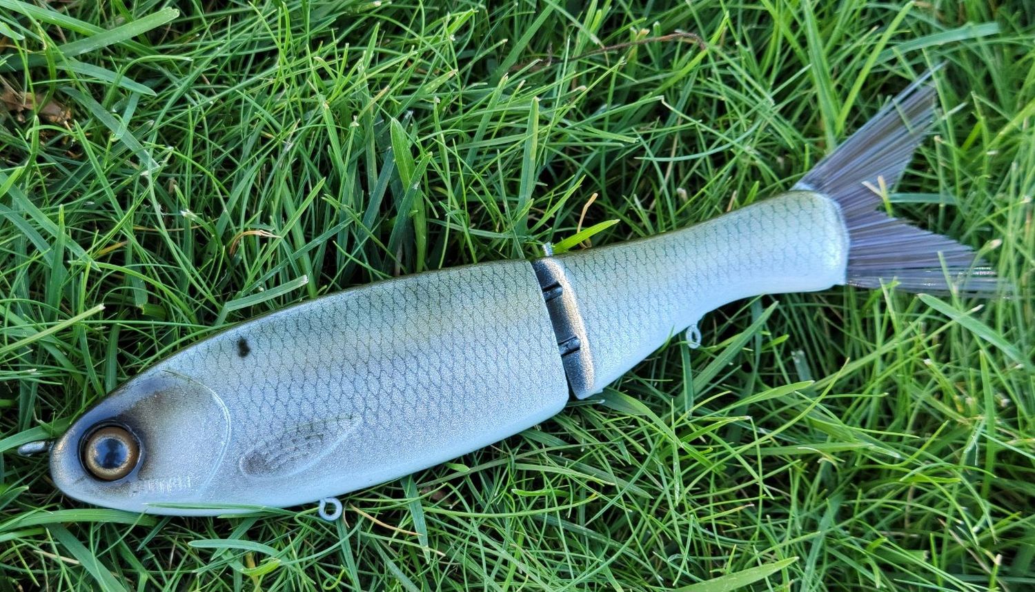 Clutch Darter - Threadfin Shad