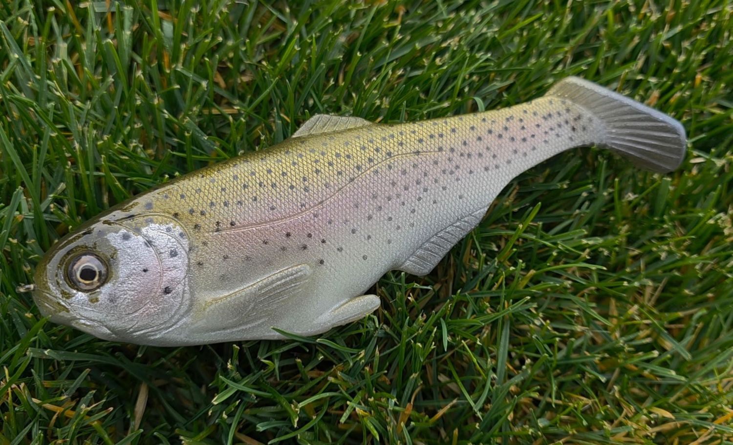 WCZ Battles Shad 7.5 - Cal Special