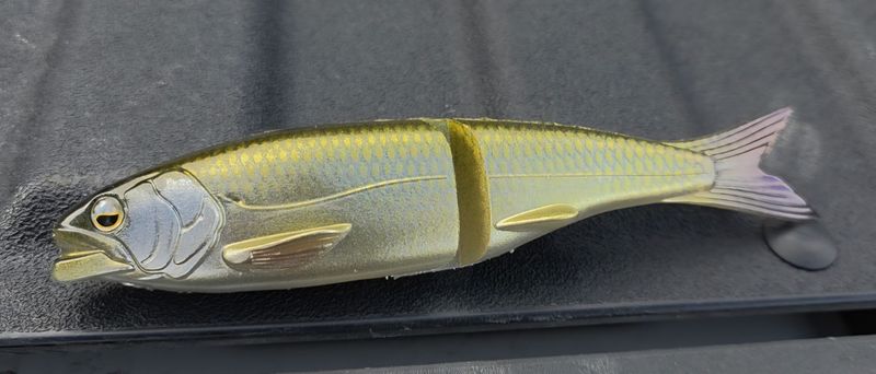 Osakana - Golden Shiner