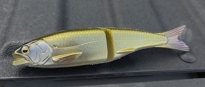 Osakana - Golden Shiner