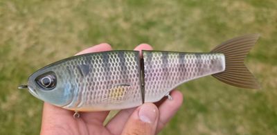 Throwback Metro - Bluegill Candy