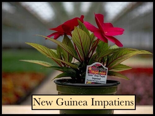 Garden Lovers Collection in 4-1/2" Pots (10 plants)