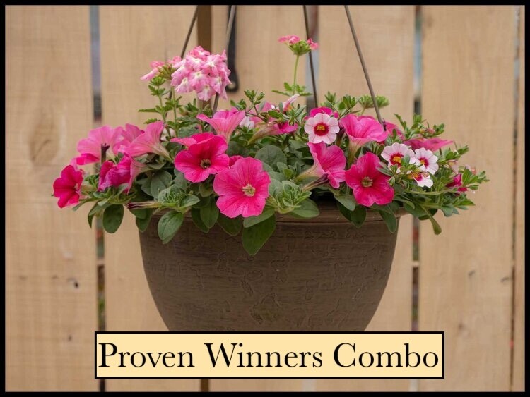 12" Proven Winners Hanging Basket