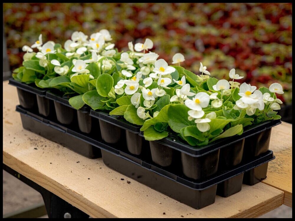 Annuals in Jumbo Flats (24 plants)