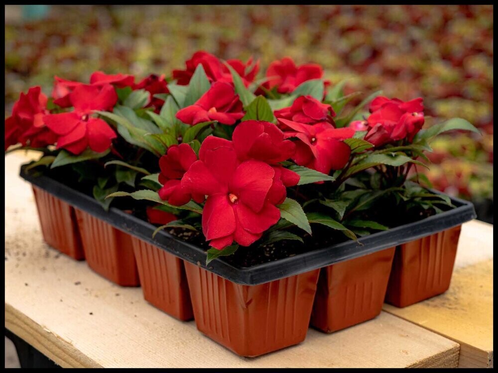Premium Annuals in Jumbo Trays (12 plants)