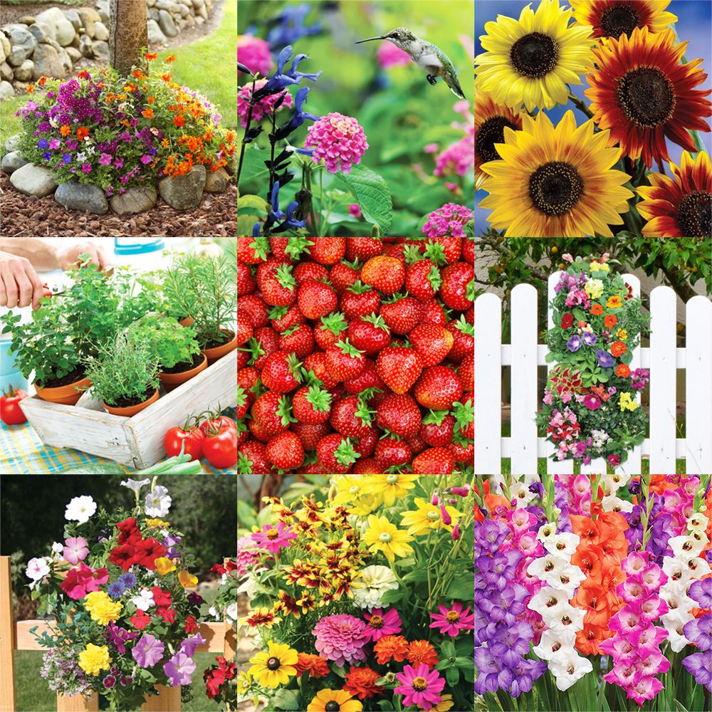 Seeds and Bulbs - Ship to Home