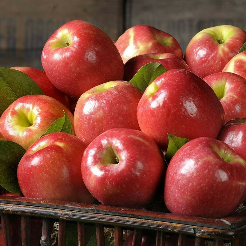 apple series 6 pink