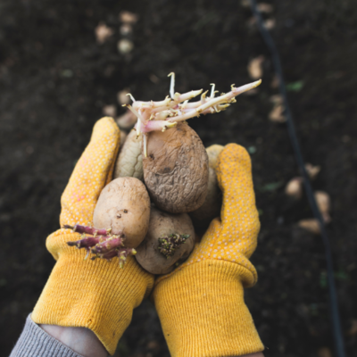 Seed Potatoes