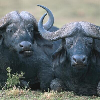 Buffalo's Milk Cheese