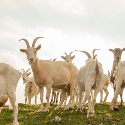 Goat's Milk Cheese
