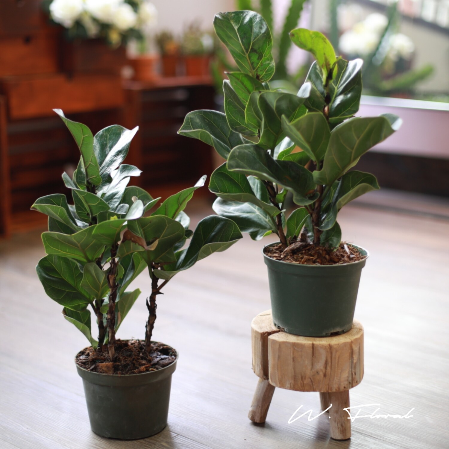 5" Ficus Lyrata (Fiddle Leaf Fig) 5" Ficus Lyrata (Fiddle Leaf Fig)